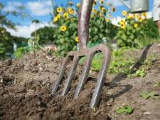 Moestuin beginnen? Dit zijn makkelijke succesgroenten (plus nog 9 tips)