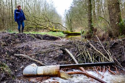 Met een ‘beverfopper’ blijft het water stromen, maar hoeven de dammetjes van de dieren niet te wijke