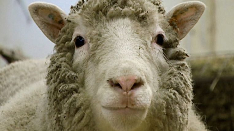 'Dolly: the sheep that changed the world' Beeld BBC