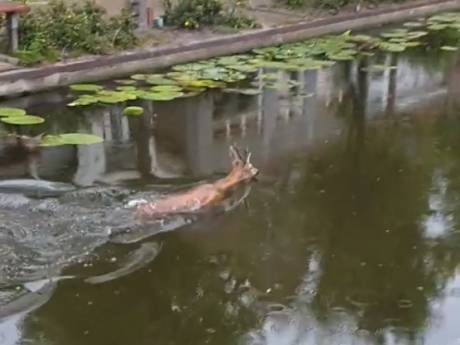 Nog nooit eerder vertoond: Ree trekt baantjes door gracht aan rand van Goudse binnenstad