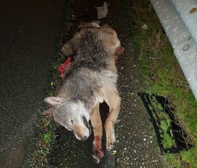Dode wolf gevonden langs snelweg vlakbij Eindhoven