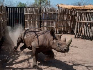 Vier zwarte neushoorns kort na hervestiging in Tsjaad gestorven: ze hadden moeite om te wennen aan nieuwe leefomgeving