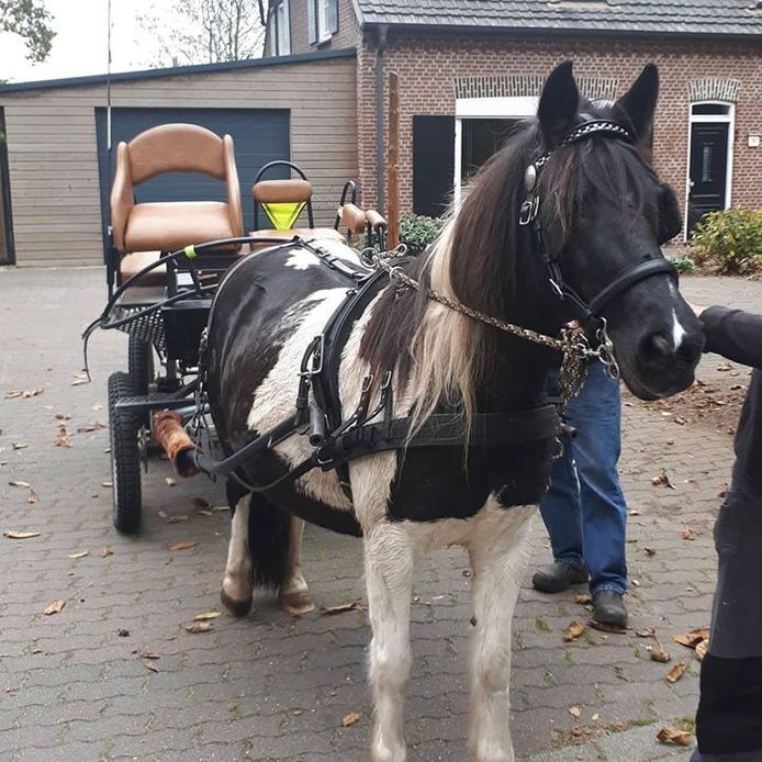 niets blootstelling Poëzie Paard met wagen slaat op hol en rent van Herpen naar Schaijk: passagiers  vallen en moeten naar ziekenhuis | Uden, Veghel e.o. | bd.nl