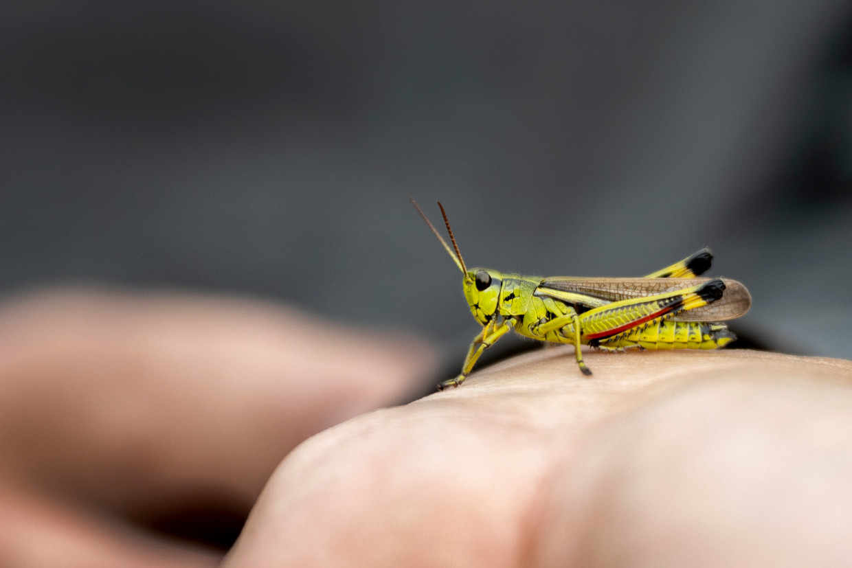 De moerassprinkhaan maakt een comeback in Nederland, dankzij meer aandacht voor natuur. 