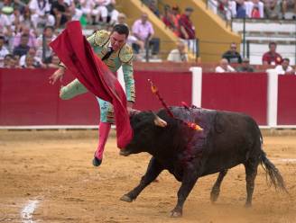 Na twee jaar opnieuw stierengevechten toegelaten op Mallorca