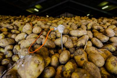 Aardappelboeren met handen in het haar, frietmarkt ingestort: ‘Miljoen ton aardappels over’