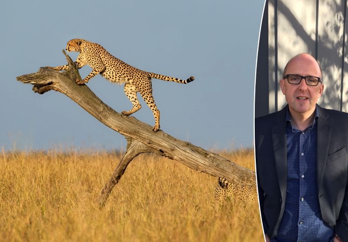 Onze reisexpert Johan Lambrechts geeft advies over safari's in Kenia, waar je onder meer de prachtige cheeta kunt zien.