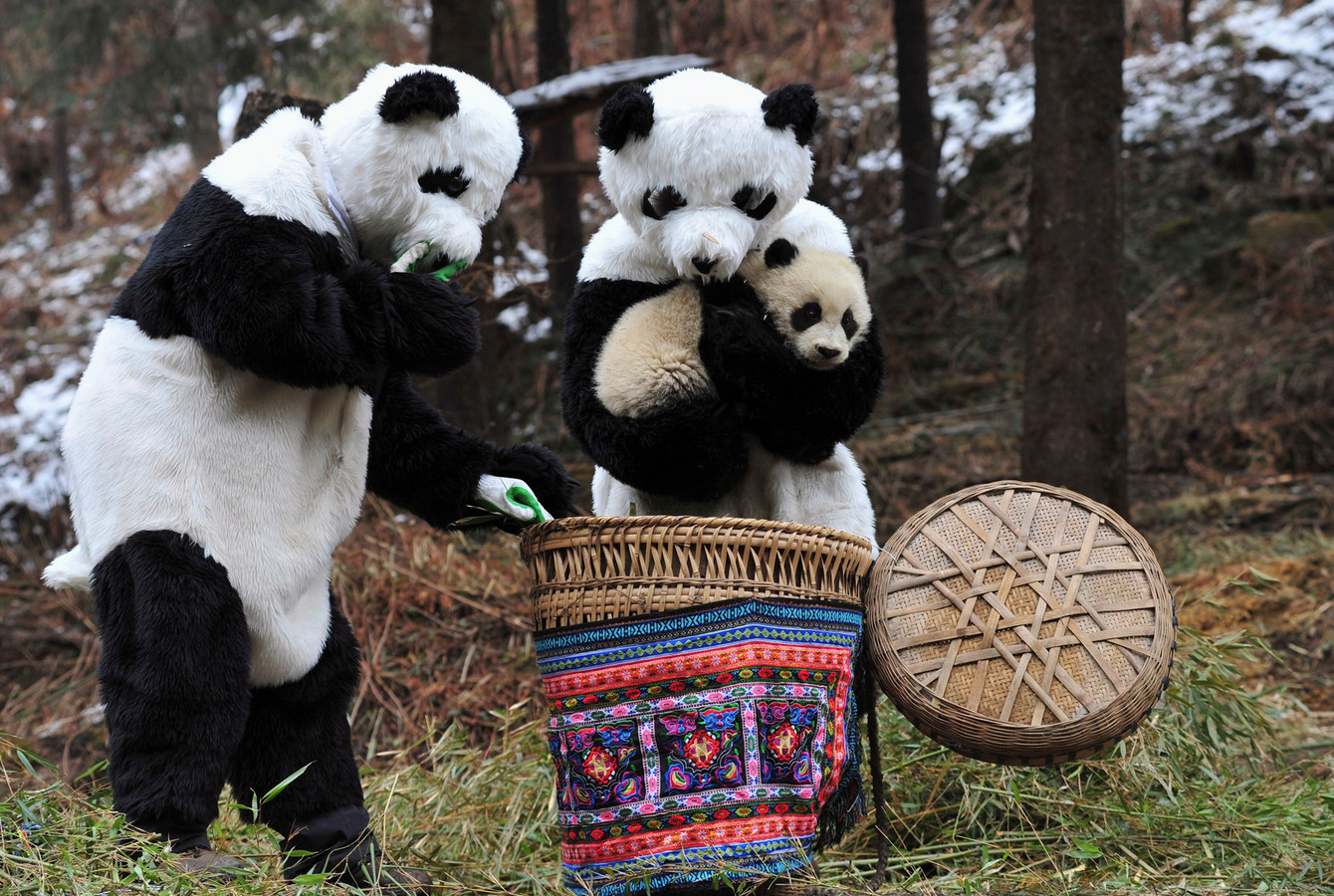 Обнять панду. Резерваты большой панды Сычуань. Профессия обниматель панд в Китае. Обнимальщик панд профессия. Резерваты гигантской панды в провинции Сычуань.