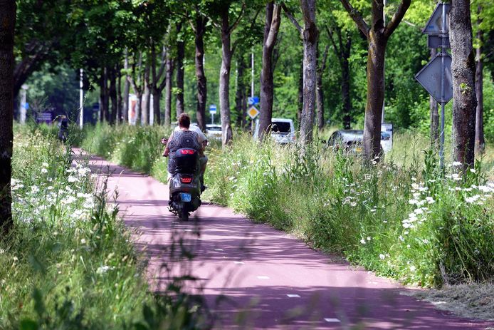 Foto ter illustratie. Aan de Dijkrand in Roosendaal staan de bermen soms wel anderhalve meter hoog dankzij het nieuwe ecologische maaibeleid.