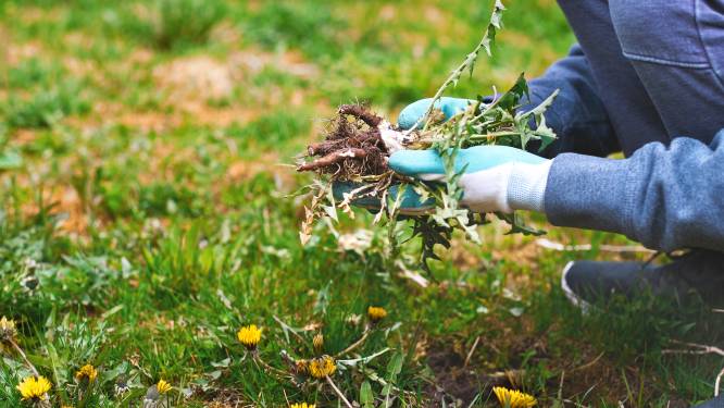 Brandnetels, paardenbloemen, haagwinde: welk onkruid haal je weg en wat laat je staan?