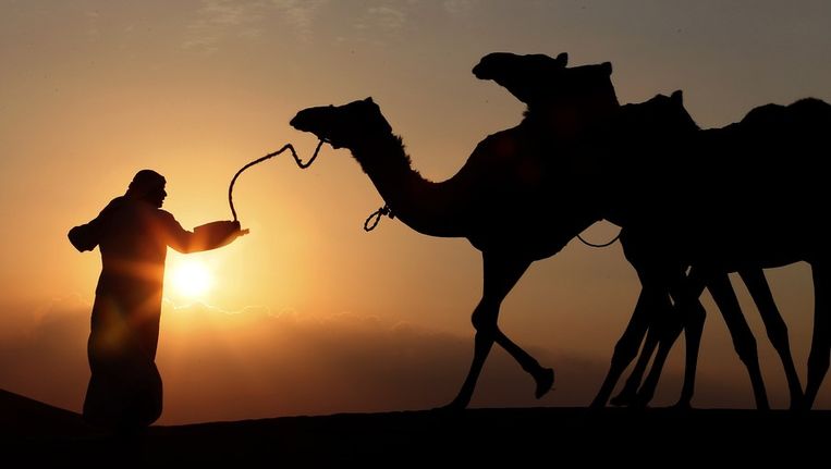 Onderzoekers concludeerden dat kamelen zo'n 900 jaar voor Christus voor het eerst als lastdier werden ingezet, terwijl mensen volgens de Bijbel al zo'n 2000 jaar voor Christus al met kamelen werkten. Beeld afp