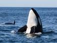 L'orque, également appelée baleine tueuse ou épaulard - Photo d'illustration.