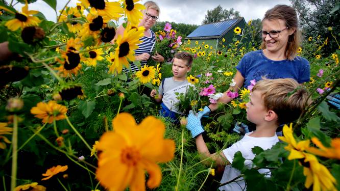 Bloemen plukken voor een prikkie in Dordrecht: 'Iedereen wordt er vrolijk van'