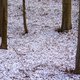 Ook vandaag nog winters weer: tot 15 cm sneeuw in Ardennen, ook in Vlaanderen wit laagje mogelijk