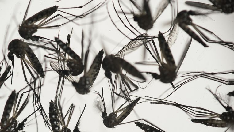Muggen van de soort Aedes aegypti, die verantwoordelijk worden gehouden voor de verspreiding van dengue en het zika-virus. Beeld ap