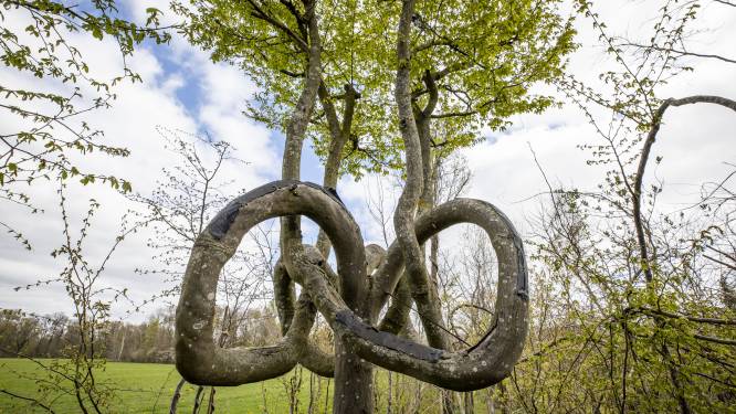 Lezing ‘Bijzondere Bomen’ in Dronten