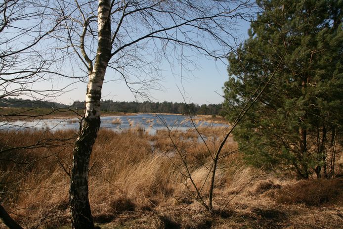 Gerritsflesch nabij Radio Kootwijk is een voorbeeld van kwetsbare natte heidegrond in een Gelders Natura 2000-gebied.
