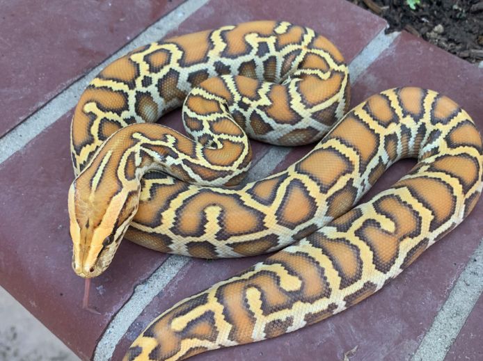 Deze python met de naam ‘Shorty’ was een de drie slangen die in de zak zaten.