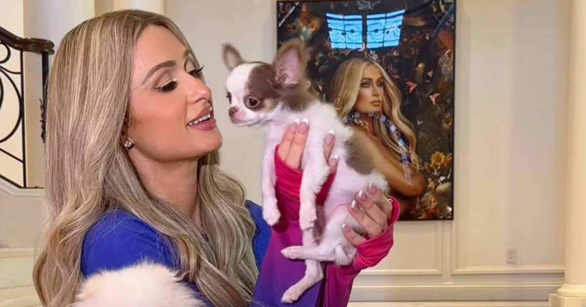 Paris Hilton accoglie un nuovo chihuahua in casa sua, ma sta ricevendo molte critiche |  celebrità