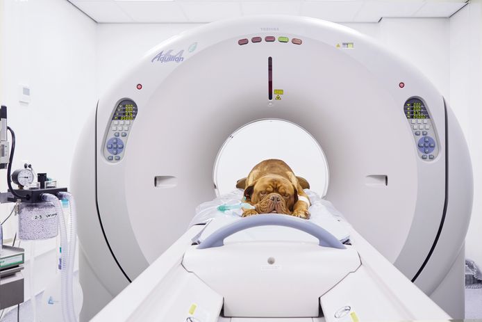 Het dierenziekenhuis krijgt onder meer een MRI-scanner voor huisdieren. Anders dan bij mensen krijgen dieren een volledige narcose voor de scan, waarbij de patiënt stil moet liggen.