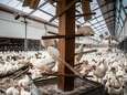 Pluimvee op­ge­hokt in Frankrijk wegens hoog risico op vogelgriep