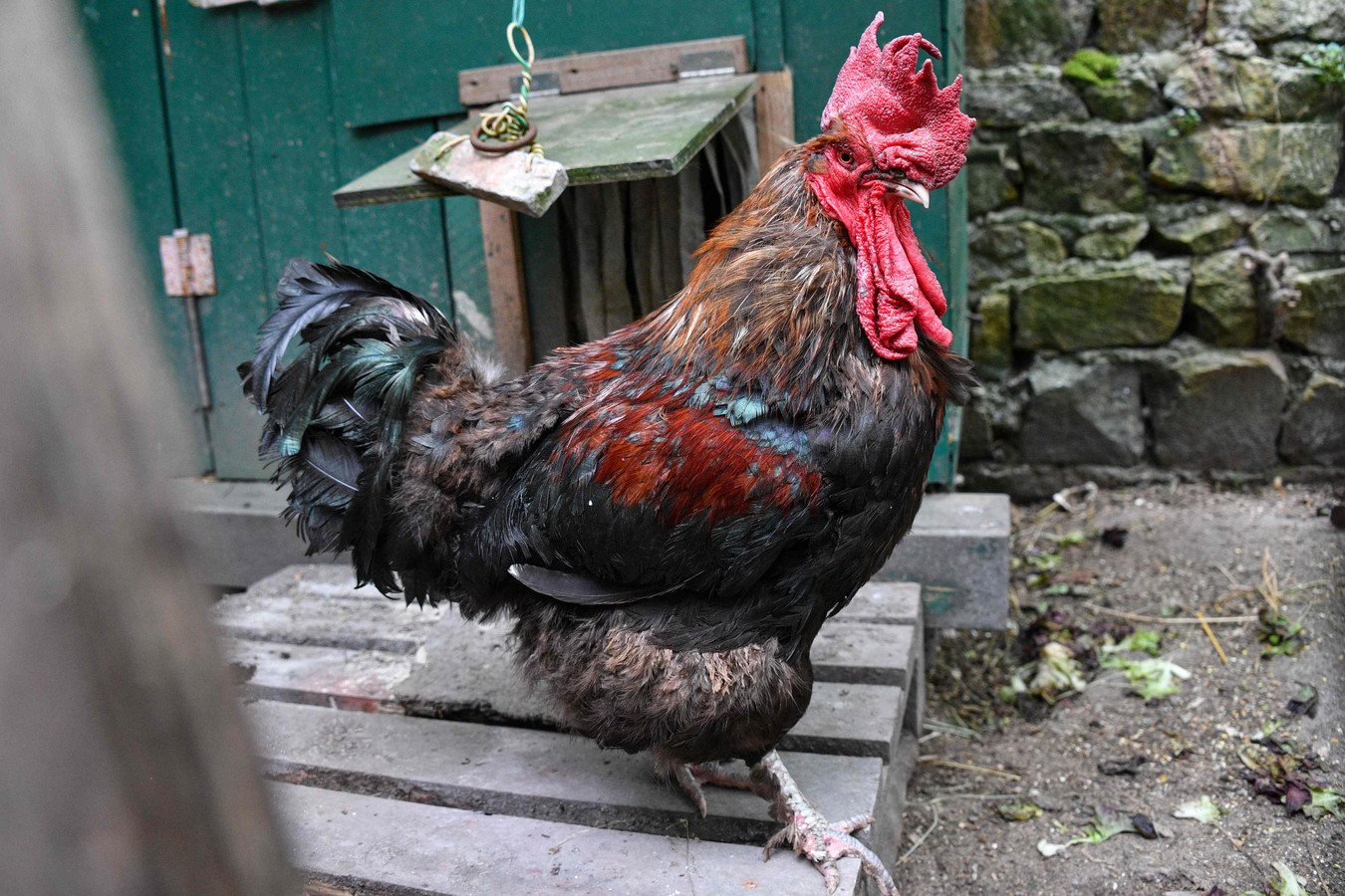 Le coq Maurice
