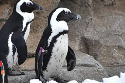 Mr Greedy, the African penguin who kept the species alive with more than 200 offspring, has died at the age of 33 in a US zoo