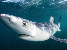 Les requins risquent de disparaître de la Méditerranée
