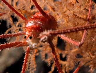 KIJK. Wetenschappers ontdekken meer dan 100 nieuwe zeedieren op onderzeese bergketen voor kust van Chili