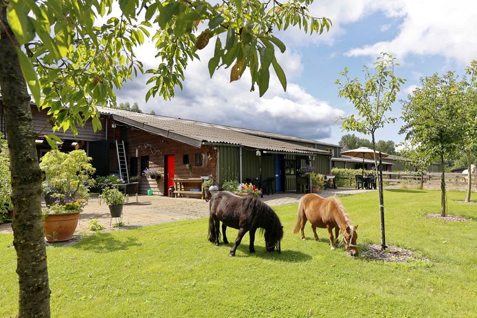 Je kunt slapen tussen de paarden bij manege de Rekkendonken in Liempde.