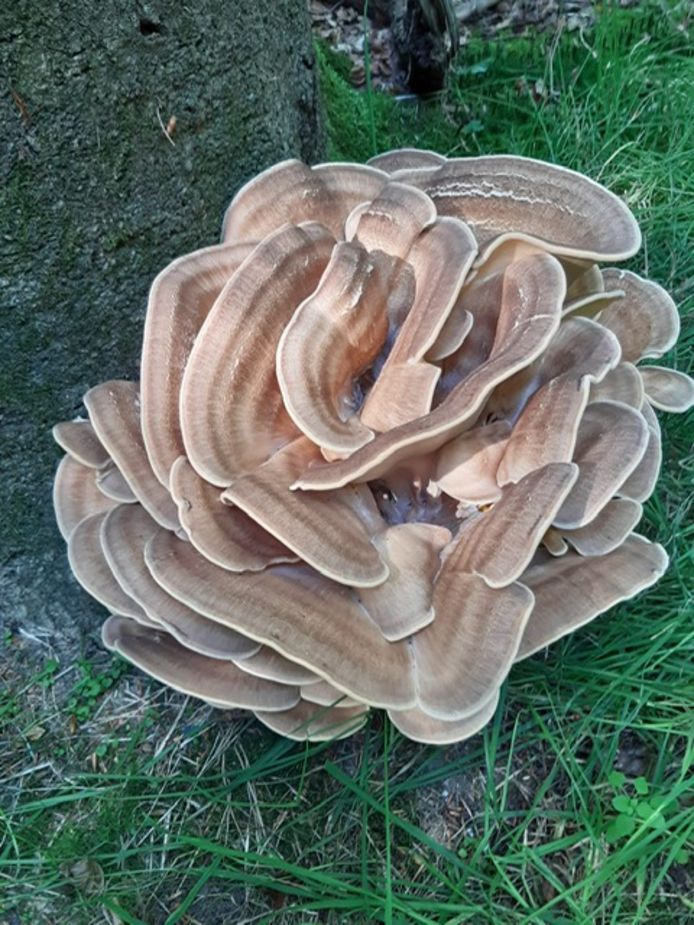 ‘Er zijn al veel paddenstoelen voorbijgekomen, deze is werkelijk prachtig. Hij is gemaakt tijdens een wandeling in de omgeving van Twickel.’