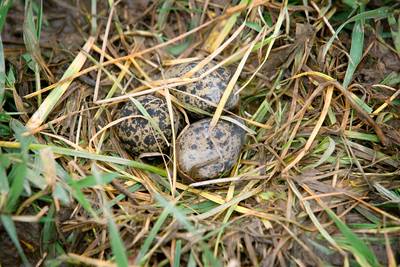 Voorwaardelijke straf voor vogelliefhebber die kievitseieren uitbroedde