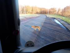 Vrachtwagenchauffeur spot wolf bij Almelo: 'Hij liep op een meter afstand'