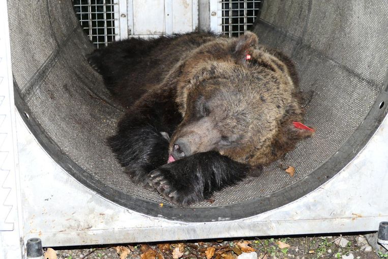 L’Italie se débat avec ses ours après l’attaque meurtrière du JJ4 contre un coureur