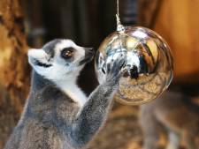 Wint DierenPark Amersfoort de titel Leukste uitje van Nederland?