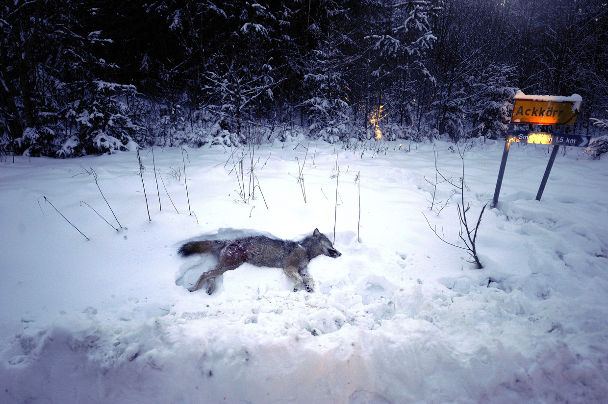 Een vrouwtjeswolf ligt in de sneeuw nadat een jager haar heeft neergeschoten, vlakbij Kristinehamn in Zweden.