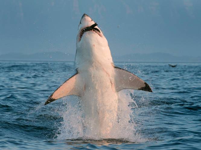 Witte haai van maar liefst 1.606 kg op weg naar Europa na “verkeerde afslag”