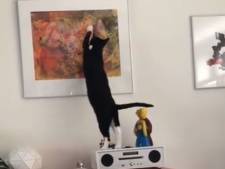 Nancy wordt er gek van en wil antwoord: wie weet waarom haar kat Ans elke dag dit schilderij krabt?