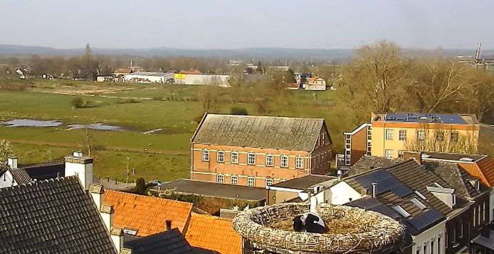 Het ooievaarsnest in Gennep.