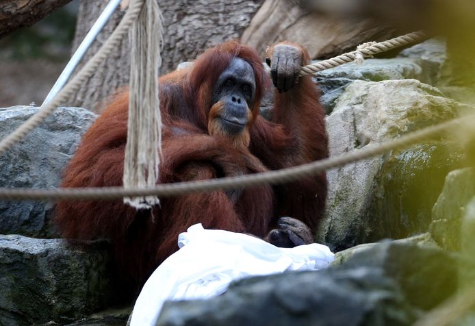 Bella, waarschijnlijk de oudste nog levende Sumatraanse orang-oetan, heeft dinsdag haar 61ste verjaardag in de dierentuin van Hamburg gevierd.