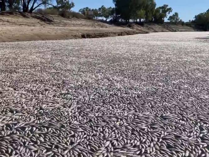 Miljoenen dode vissen drijven in Australische rivier: “Stank is verschrikkelijk”