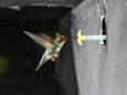 Een kolibrie fladdert in de onderzoeksopstelling voor de akoestische camera en haalt suikerwater uit de kunstbloem.