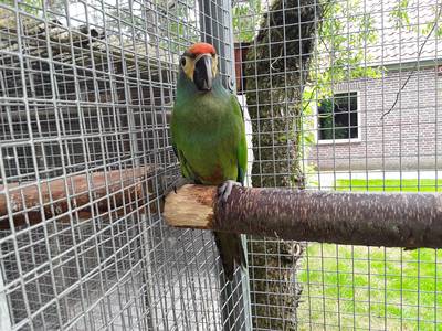 Gezocht: deze zeer zeldzame Ara-papegaai uit Luyksgestel (zonder naam)