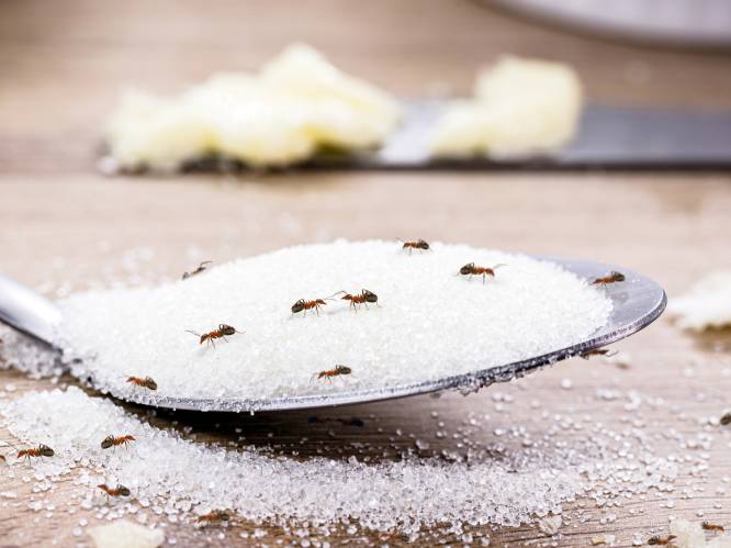 Koffiedrab werkt niet, maar water is wel effectief tegen mieren