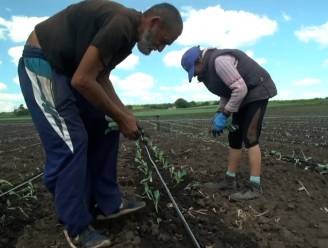 Oekraïense boeren blijven tijdens beschietingen gewoon groenten planten