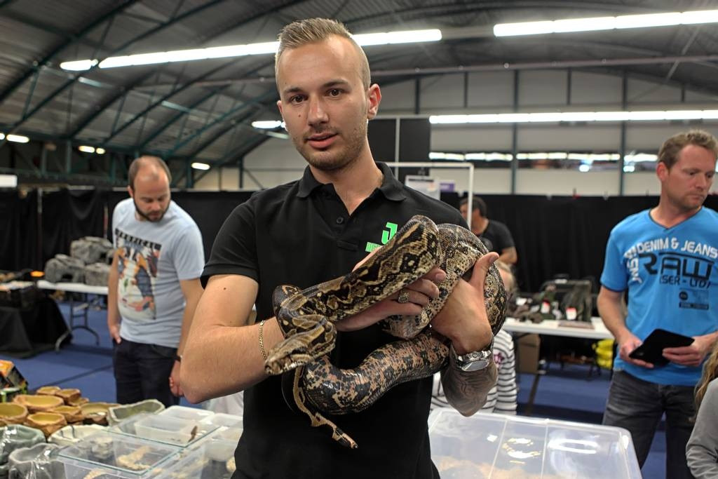 Spinnen in plastic bakjes op de Roosendaalse reptielenbeurs Foto