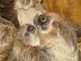 Geboorte van een luiaard komt voor Tierpark Nordhorn altijd weer als een verrassing