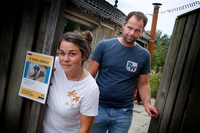 Anne en Bastijn zijn al weken op zoek naar hun hondje Bodie. Het teefje verdween eind juli uit de achtertuin.