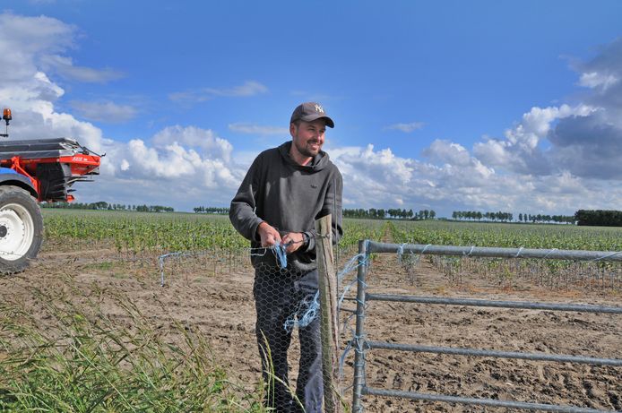 De appelboompjes van Rens Maas gaan het tweede jaar in, maar hebben enorm last van hazen.