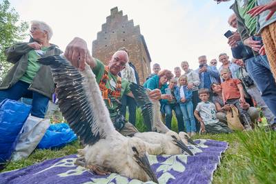 Eelco, Hans en Bassie: tiende generatie ooievaars van de Megense Gevangentoren